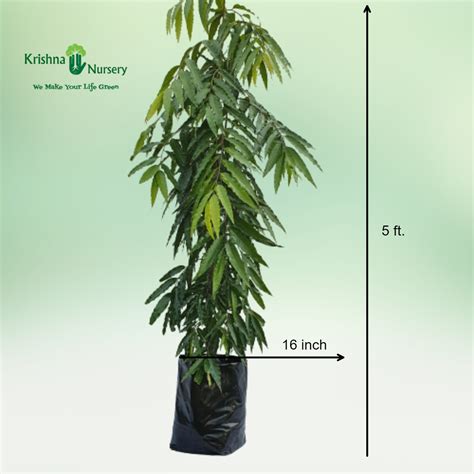 Ashoka Tree (Saraca Asoca)