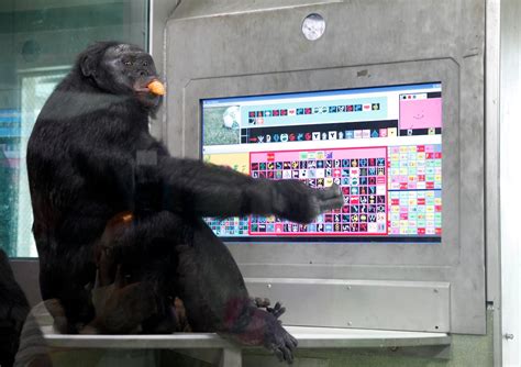 ‘Kanzi’, el bonobo estrella que aprendió a comunicarse con humanos ...