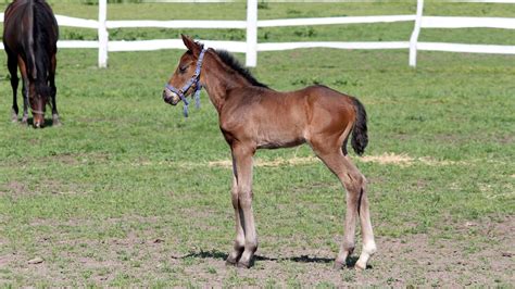 Synonyms For A Baby Horse at Hector Dwight blog