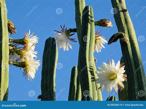 Blooming San Pedro Cactus Latin - Trichocereus Pachanoi Stock Photo ...