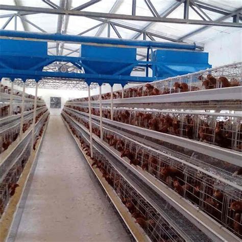 美国大型现代化养鸡场，为鸡蛋注射疫苗保护鸡肉健康！