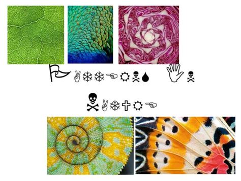 Image result for Patterns in Nature