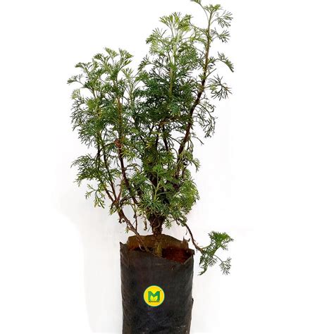 Davana Plant – MyOwnGarden®