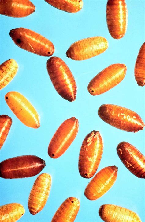 Fruit Flies As Pests: Signs, Symptoms, Prevention and Control - Pestrol ...