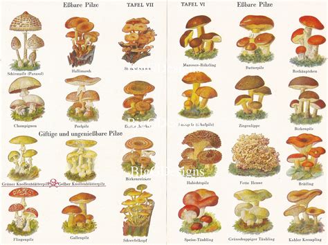 Mushrooms Types Poisonous at Shelly Cote blog