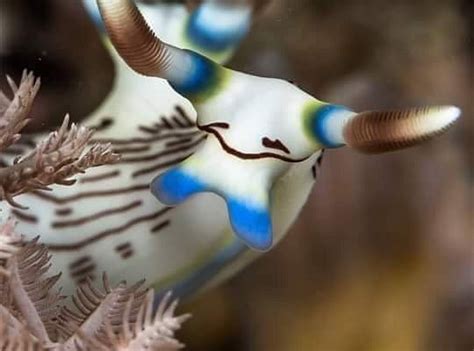 HIKKA DEEP BLUE DIVE CENTRE (2025) All You Need to Know BEFORE You Go ...