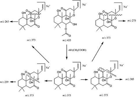 Image result for Fragmentation Pathways