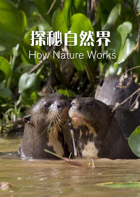 探秘自然界(How Nature Works)-纪录片-腾讯视频