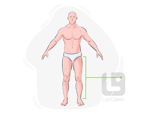 Перевод слова "Leg" | LanGeek