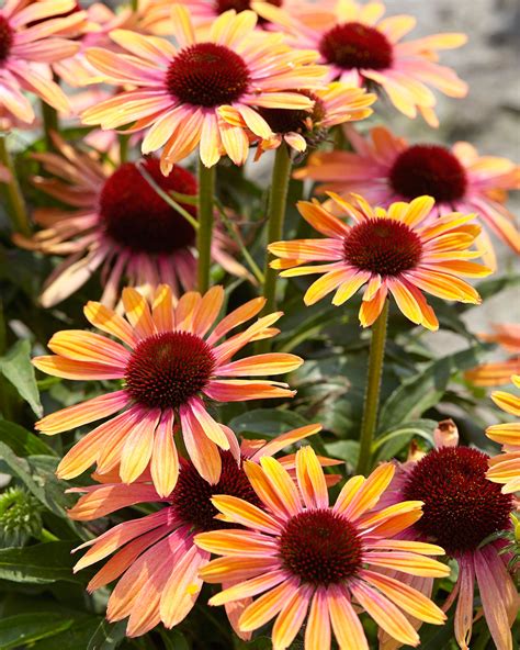 Echinacea 'Rainbow Marcella' bare roots — Buy orange-to-pink ...