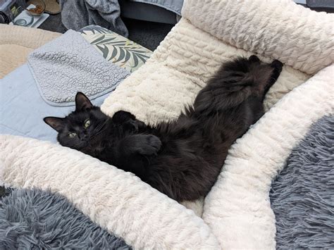 Our fluffy void has strange sleeping positions : r/blackcats