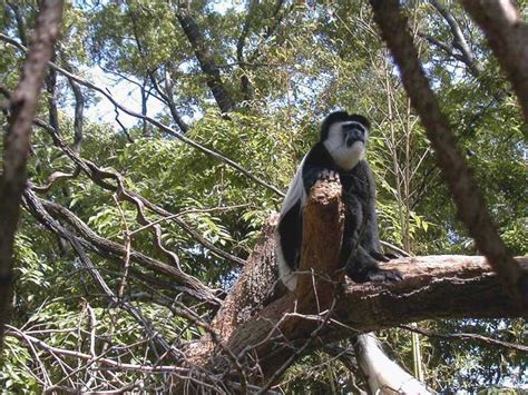 ZooLex Image - Colobus monkey