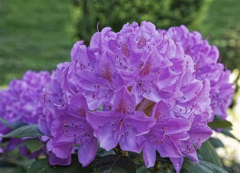 64 Types of Purple Flowers to Grow in Your Garden