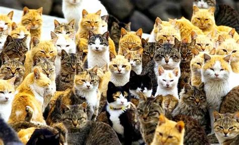 猫奴必去｜日本最具人气的9座猫岛 - 「日本邦」