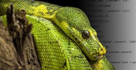 Image result for Python Passwort Hacken