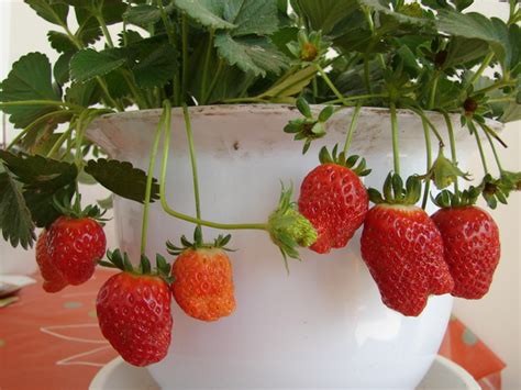 自己盆栽草莓,记住这几点,又大又甜多到摘不完