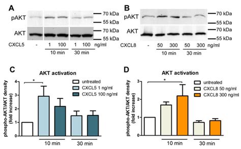 Human Brain Endothelial CXCR2 is Inflammation-Inducible and Mediates ...