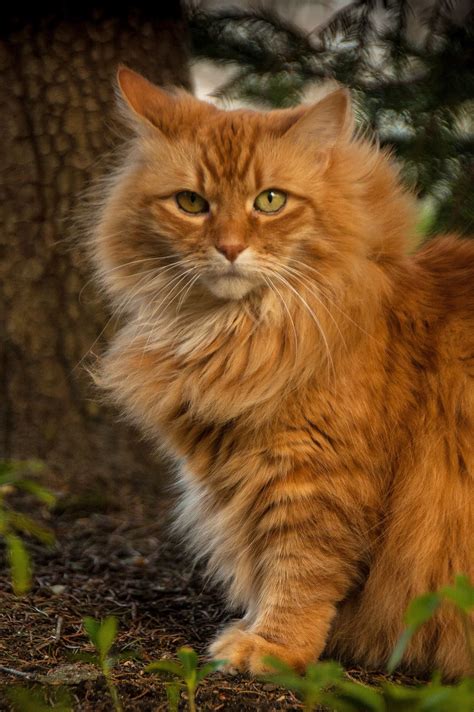 Long Haired Orange Tabby