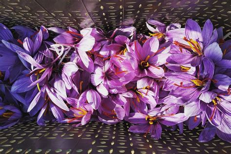 Saffron Harvest Underway in Kashmir