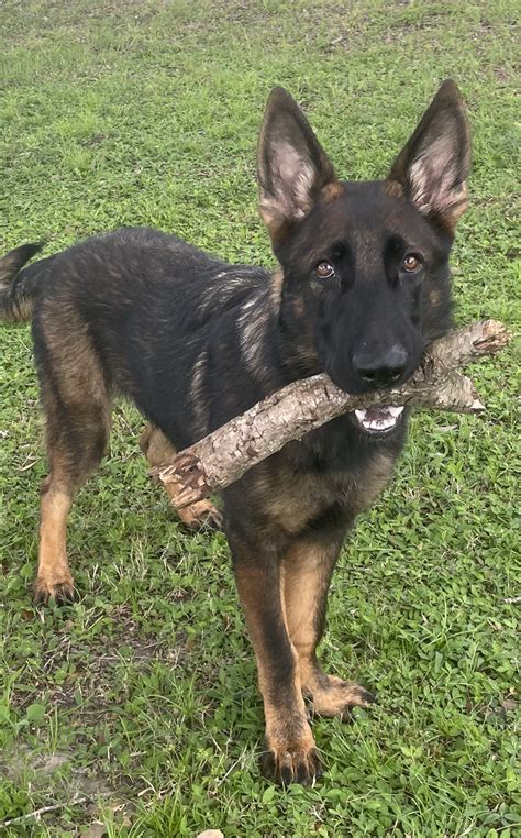 Home | Elite DDR German Shepherd Puppies | Premier German Shepherd ...