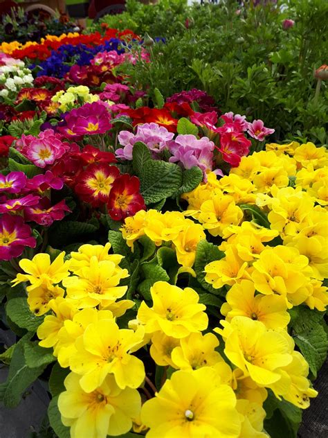 Outdoor Spring Beauty Workshop, Sat. Apr. 13th - Griffins Greenhouses