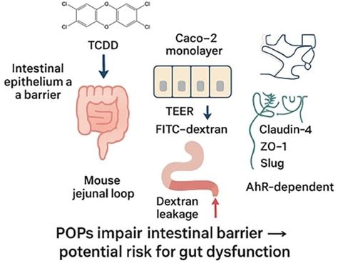 Aryl Hydrocarbon Receptor-Mediated Disruption of Intestinal Epithelial ...
