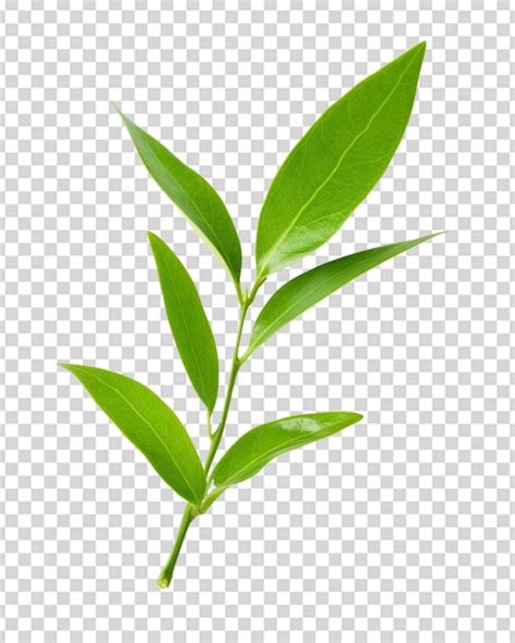 Green tea leaf png transparent | Premium AI-generated PSD