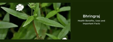 Bhringraj - Health Benefits, Uses and Important Facts - PotsandPans India