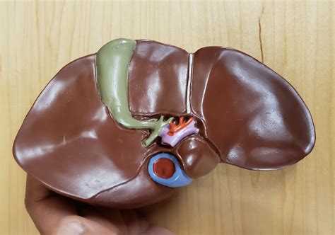 Image result for Liver Models Labeled