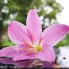 मगर बुझ स्वयं ज्योति जो दे गए वे उसी से तिमिर को उजाला मिलेगा। - Brainly.in