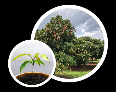 Getfarms: Mango Farmland | Mango Farm For Sale | Mango farms