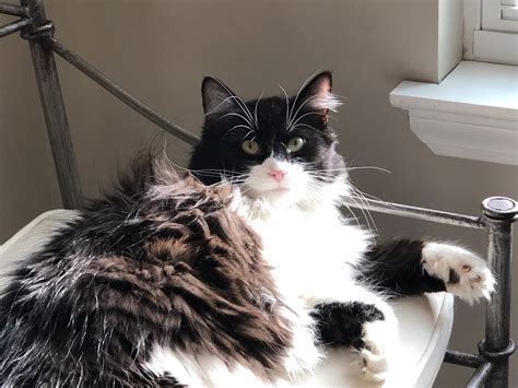Maine Coon Long Haired Tuxedo Cat - SCATREY