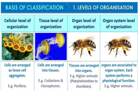 Animals come under which classification criteria, based on the ...