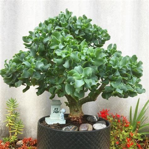 Jade Plant Types - Naturallist | Jade plants, Plants, Types of plants