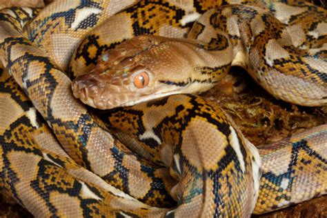 Image result for Python for Data Science Freecodecamp