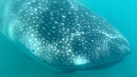 AQUAMARINA (San Luis de la Paz) - Hotel Reviews, Photos, Rate ...