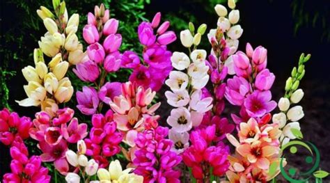 Image result for Ixia Tutorial English