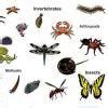 Draw simple diagrams to represent the major plant and invertebrate that ...