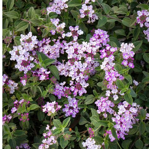 Lantana Sellowiana Lavender Swirl Trailing Lantana | SiteOne