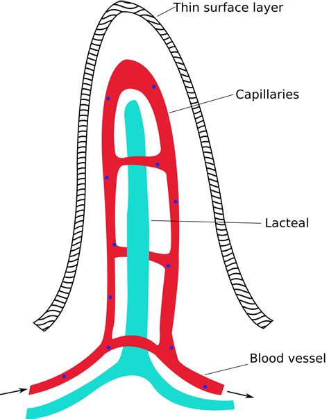 File:Intestinal villus simplified.svg - Wikimedia Commons