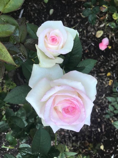 Rosemount Memorial Park Cemetery,Elizabeth,NJ