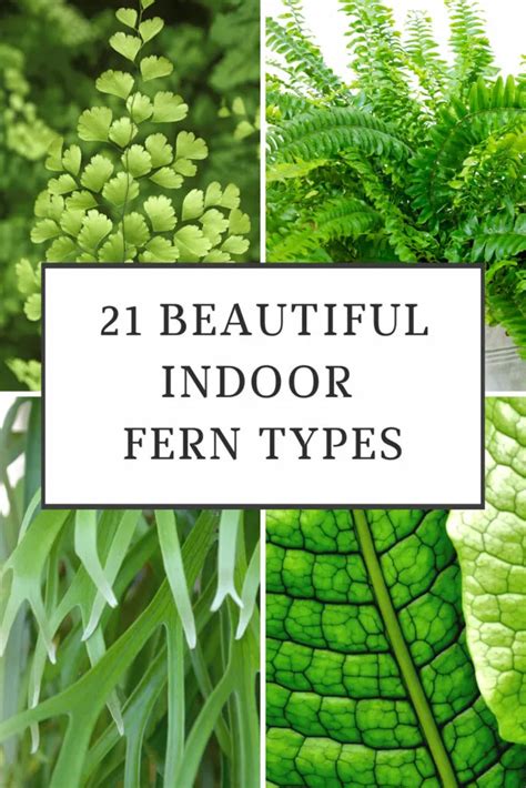 Image result for Fern Types