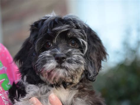 Image result for Cheap Cockapoo