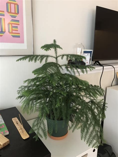 Norfolk Pine care ?? How do I keep her healthy and can I prune those ...