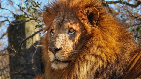 Download wallpaper 2560x1440 african lion, predator, big cat widescreen ...