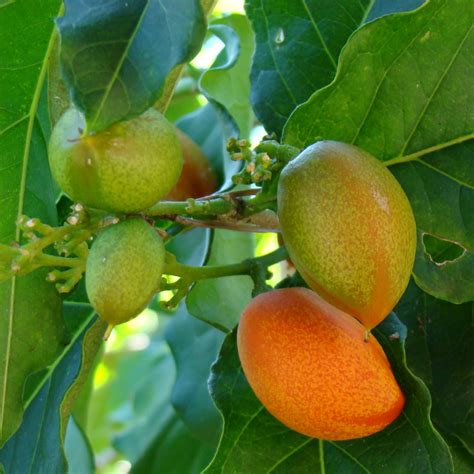 Hug A Plant | Peanut Butter (Bunchosia glandulifera) Seedling Fruit ...