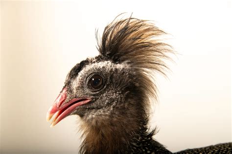 Vietnamese Crested Argus Pheasant (Rheinardia ocellata) - Joel Sartore