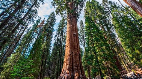 यह है दुनिया का सबसे ऊंचा पेड़, जानिए इसके बारे में कुछ खास बातें ...