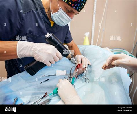 veterinary medical team performing an operation. spaying and neutering surgery of a domestic ...