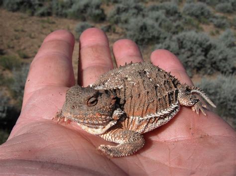 Finding Tails 的图像结果